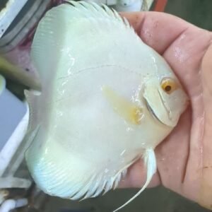 Albino Blue Diamond Discus