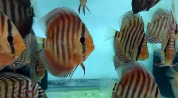 Alenquer Red Discus - Image 2