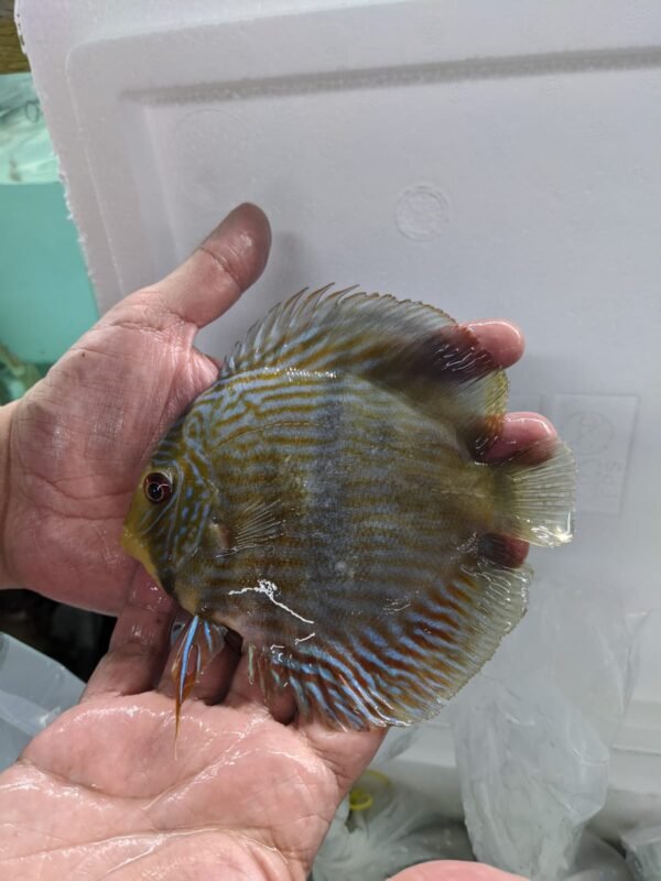 Wild Discus Royal Blue Cuipeua 5.0-6.0″ - Image 7