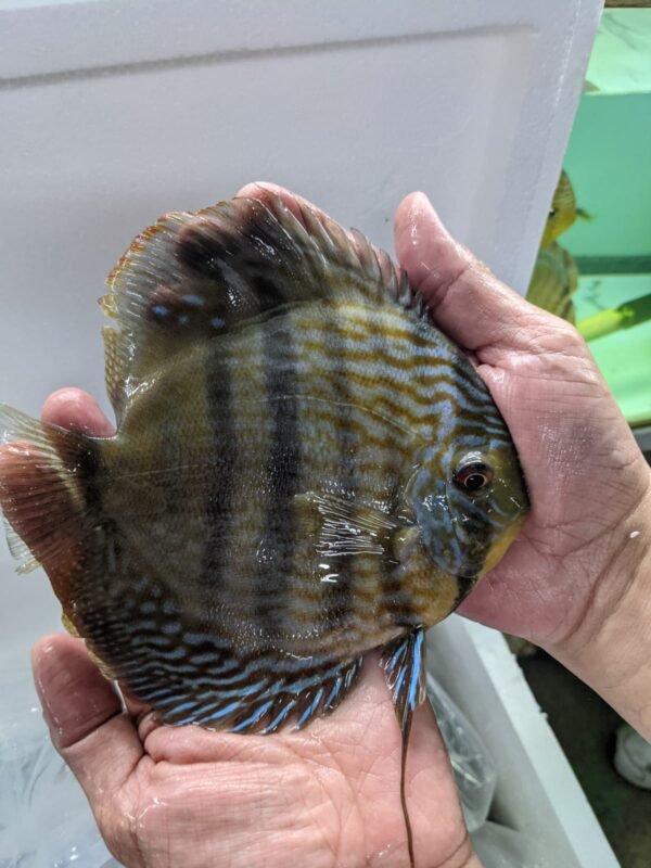 Wild Discus Royal Blue Cuipeua 5.0-6.0″ - Image 8