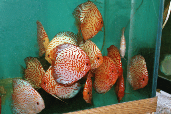 Checkered Blue Panda Discus - Image 2
