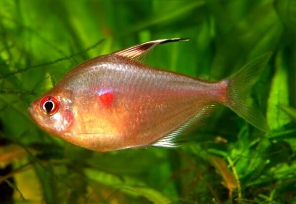 Red Bleeding Heart Tetras - Image 2