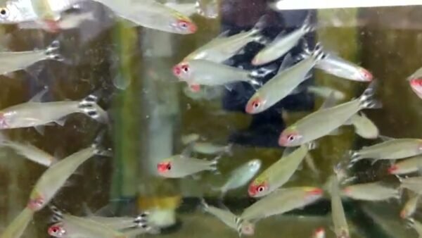 Rummy Nose Tetras - Image 2