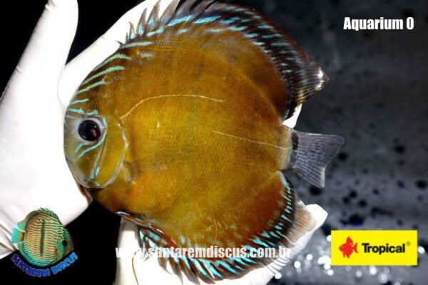 Wild Discus Iripixi (7-8″) - Image 9