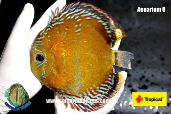 Wild Discus Iripixi (7-8″) - Image 11